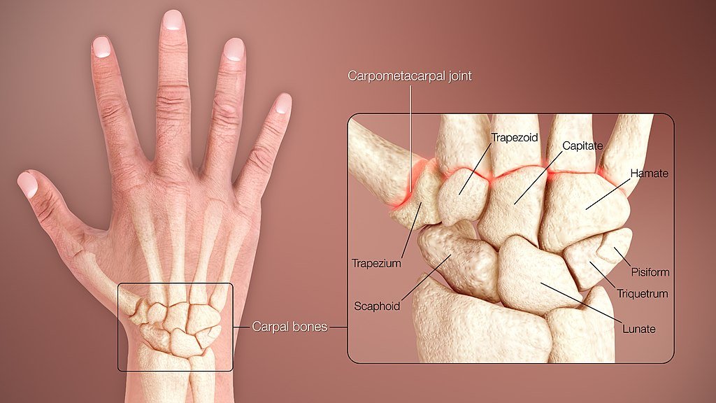 Medical illustration of the wrist bones of human body